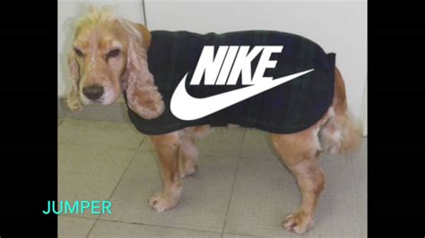 nike pet wit|nike shoes for dogs.